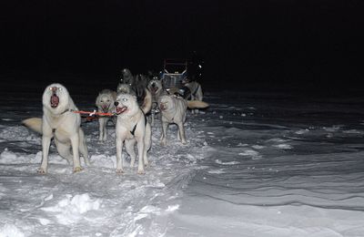 Alaskan Husky