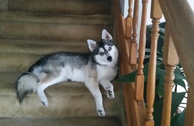 Alaskan Klee Kai