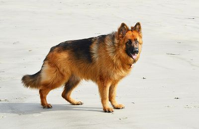 Altdeutscher Schäferhund