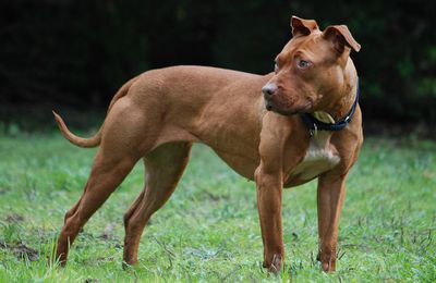 American Pitbull Terrier