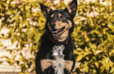 Australian Kelpie
