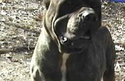 Bandog