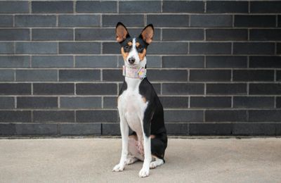 Basenji