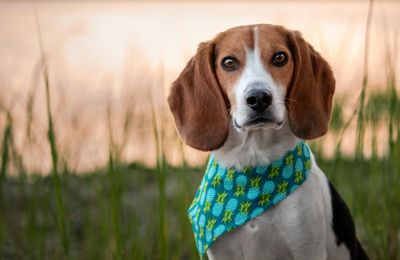 Beagle-Harrier