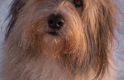 Bearded Collie