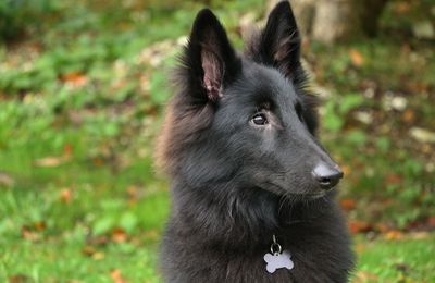 Berger Belge Groenendael