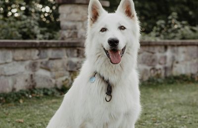 Berger Blanc Suisse
