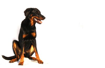 Beauceron