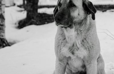 Berger Kangal