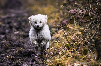 Bichon Bolonais