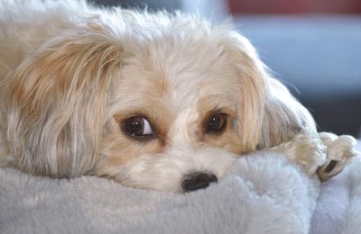 Bichon Russe