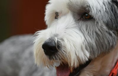 Bobtail