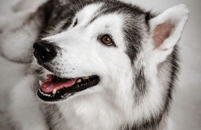 Husky de Sibérie