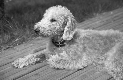 Bedlington Terrier