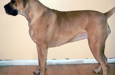 Boerboel