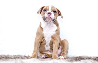 Bouledogue Américain