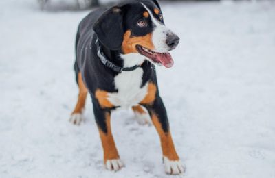 Bouvier d'Appenzell