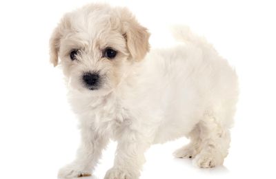 Bichon Frisé