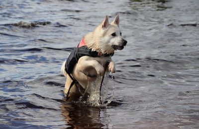 Buhund Norvégien