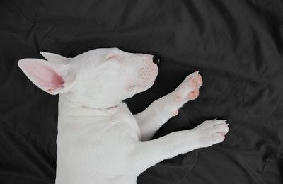 Bull Terrier Miniature