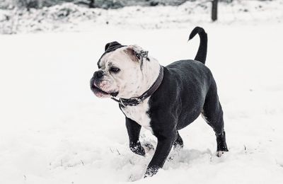 Bulldog Continental