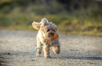Cavapoo