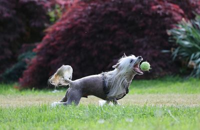 Chien Chinois à Crête