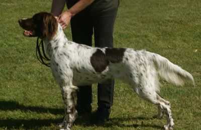 Chien d'Arrêt Allemand à Poil Long