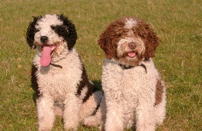 Chien d'Eau Espagnol