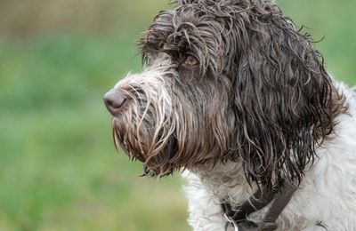 Chien d'Eau Portugais