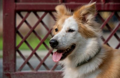 Chien de Berger Islandais