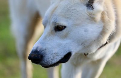 Chien de Canaan