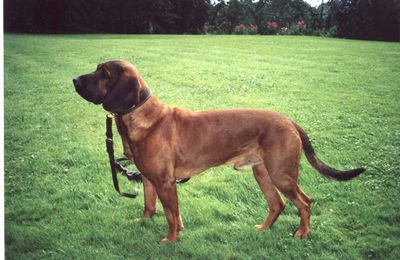 Chien de Recherche au Sang de Hanovre