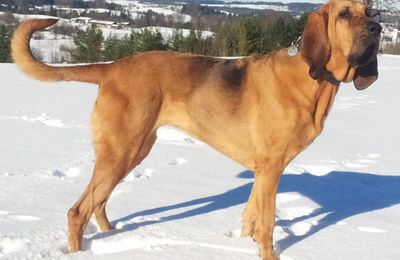 Chien de Saint-Hubert