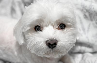 Bichon Maltais