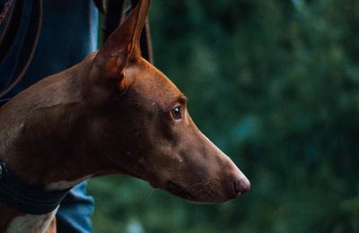 Chien du Pharaon