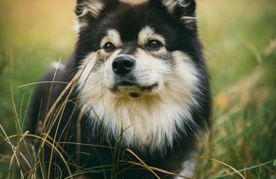 Chien Finnois de Laponie