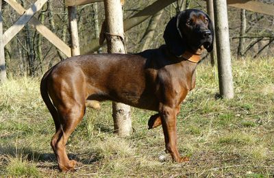Chien Rouge de Bavière