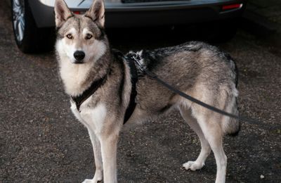 Chien-Loup de Saarloos