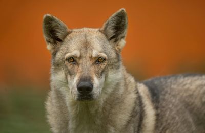 Chien-Loup Tchécoslovaque