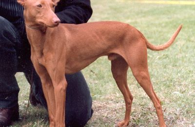 Cirneco de l'Etna