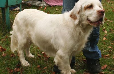 Clumber Spaniel