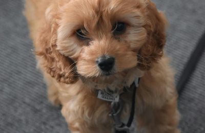 Cockapoo