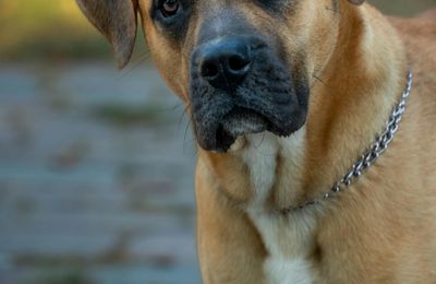 Dogue des Canaries