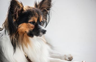 Épagneul Nain Continental Papillon