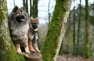 Eurasier