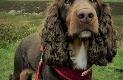 Field Spaniel