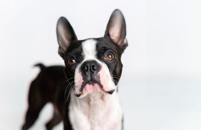Boston Terrier
