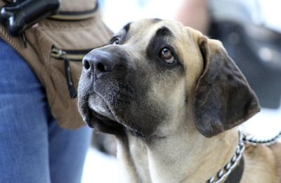 Fila Brasileiro
