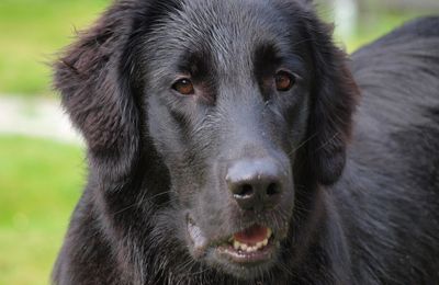 Flat Coated Retriever
